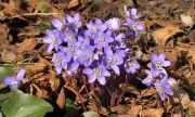 21 Hepatica...